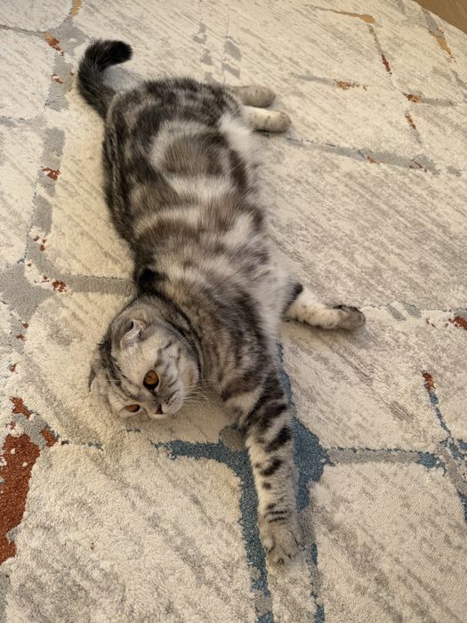 Кошки породистые