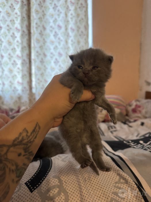 Скотиш страйт и фолд