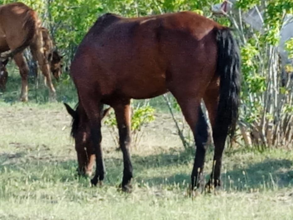 Продам лошадь (кобылка)