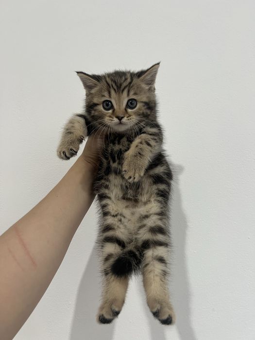 Мраморный британец котёнок