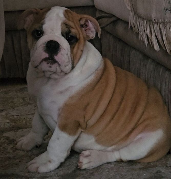 Щенки английского бульдога