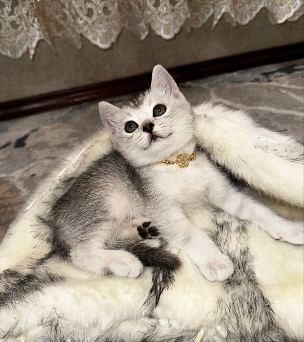 Кошечка 2 месяца умная ласковая лоток знает