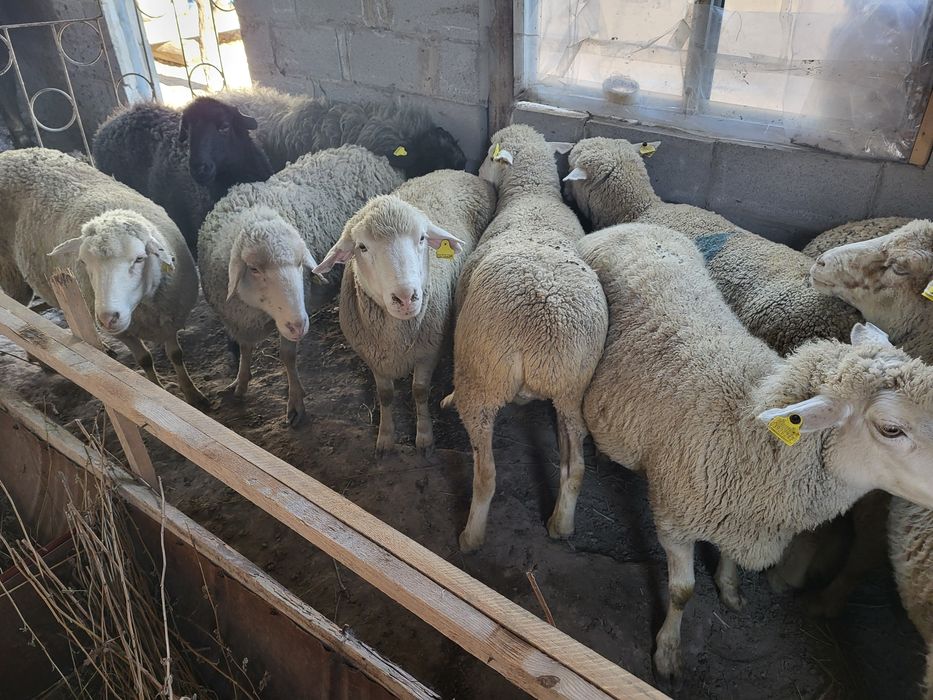 Бараны овцы в продаже