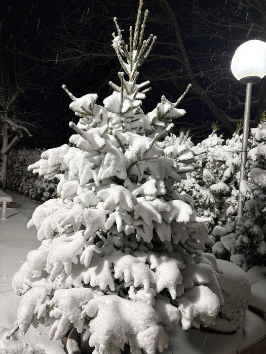 Иглолистни видове