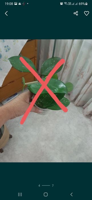 Излишки комнатных растений