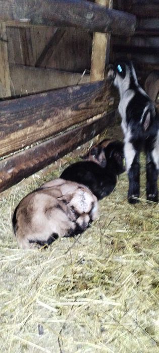 Iezi sugari de vanzare