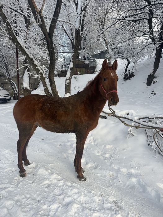 Донен Айгыр сатылад