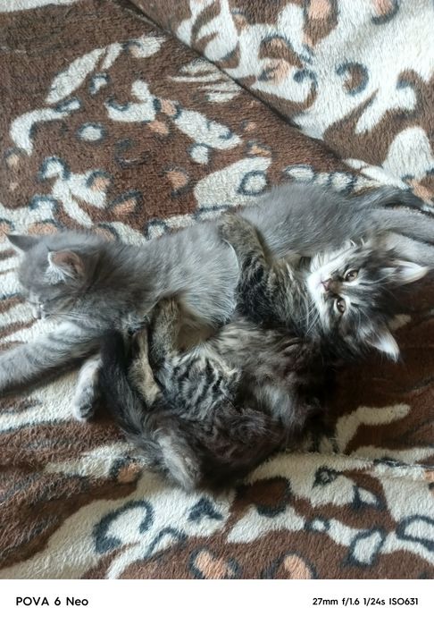 Котята 2 месяца, просто так в хорошие руки