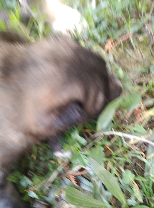 Продается щенок алабая девочка