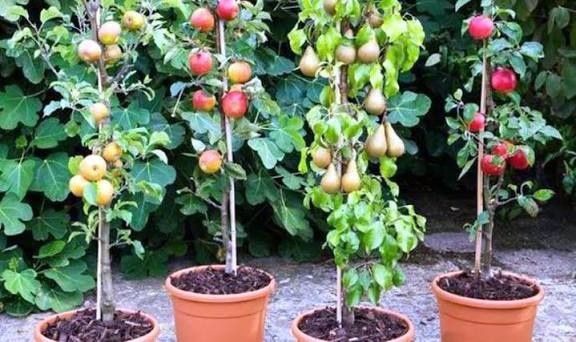 Pomi fructiferi columnari.