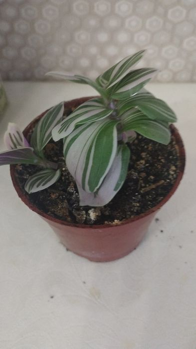 Комнатные растения, район Евразии