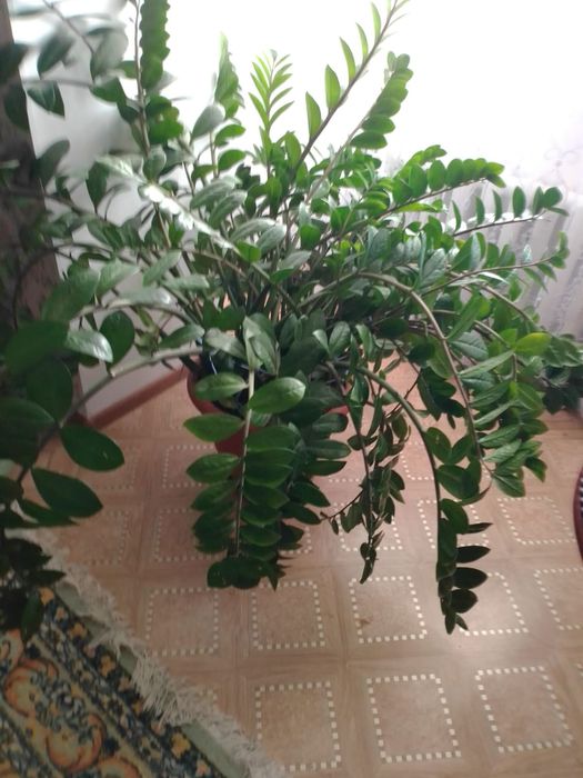 Продам цветок комнатный