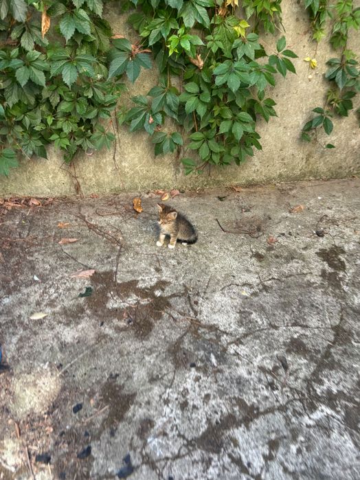 Коте което почти не вижда търси дом