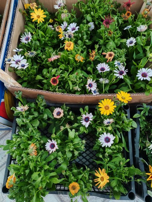 Продам цветы 500