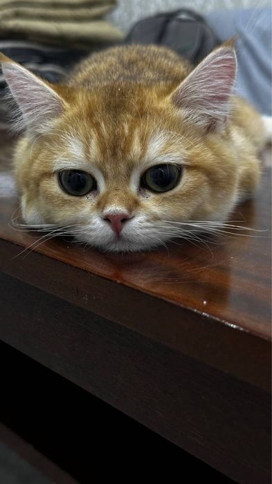 Британская золотая шиншилла, ny11 ny12, 6 месяца мальчик