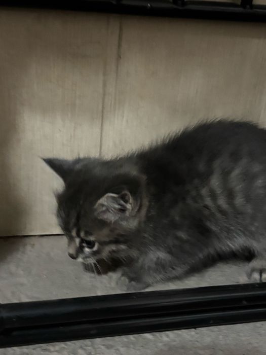 Милые котята ищут свой дом