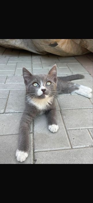 Котенки бесплатно