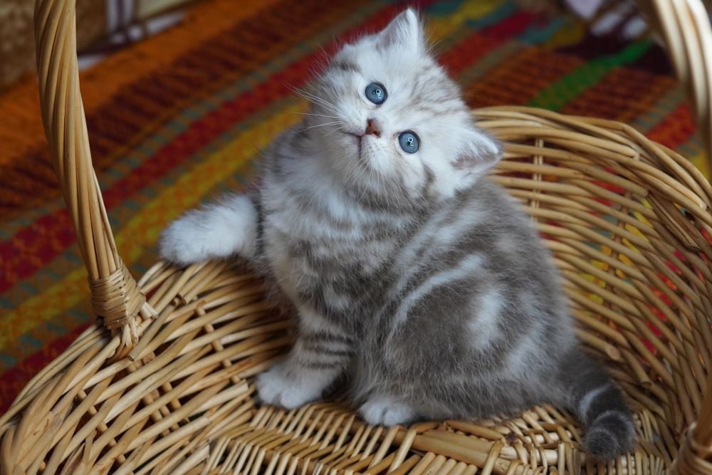 Британские котята
