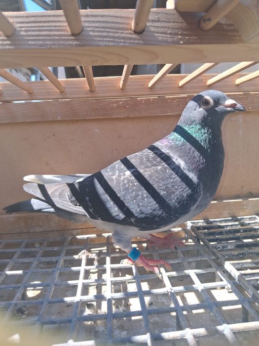 Porumbei  cu pedigree
