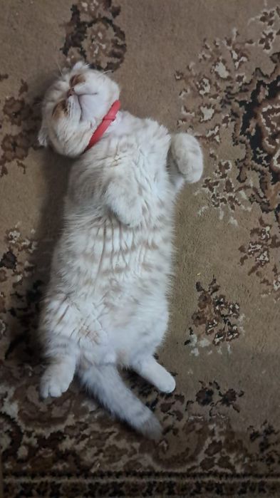 Он очень хороший добрый