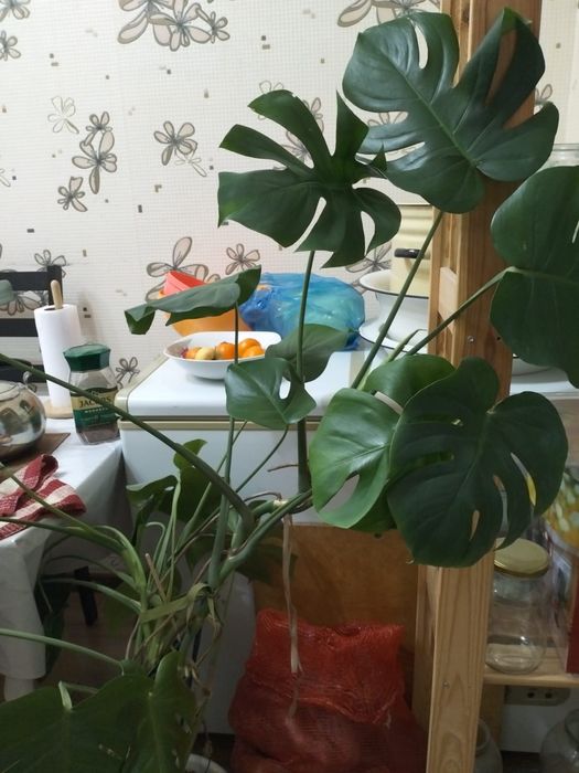 Продам цветок Монстера