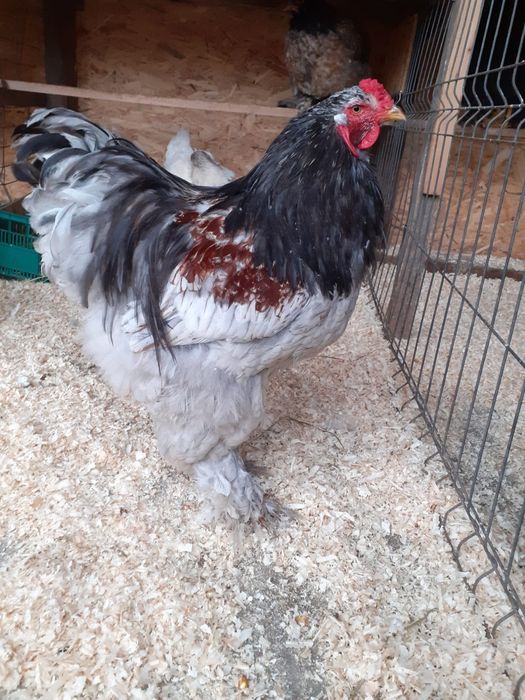 Cocos brahma zona Cluj