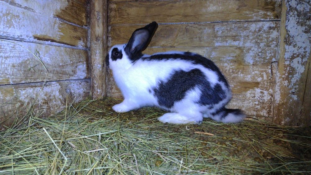 Продавам зайци за разплод и клане