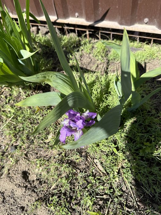 Садовые цветы многолетники