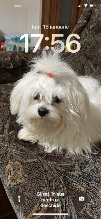 Bichon maltez talie mica