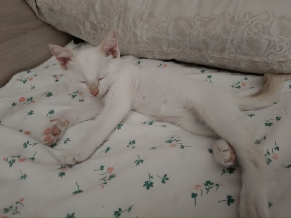 Котёнок мальчик.
