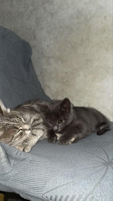 Красивые Котята в добрые руки
