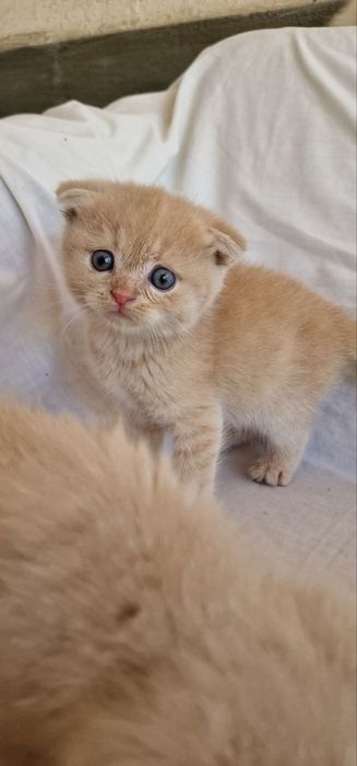 Скотиш фолд шиншилла