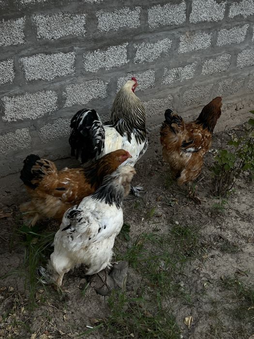 Tovuq sotiladi brama zotlilari