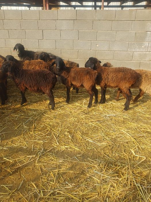 Токтылар сатылады