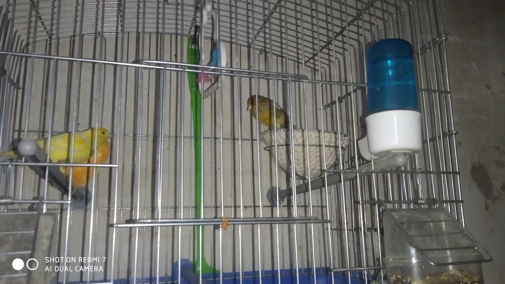 канарейка тинмай сайрайди чап чап йук