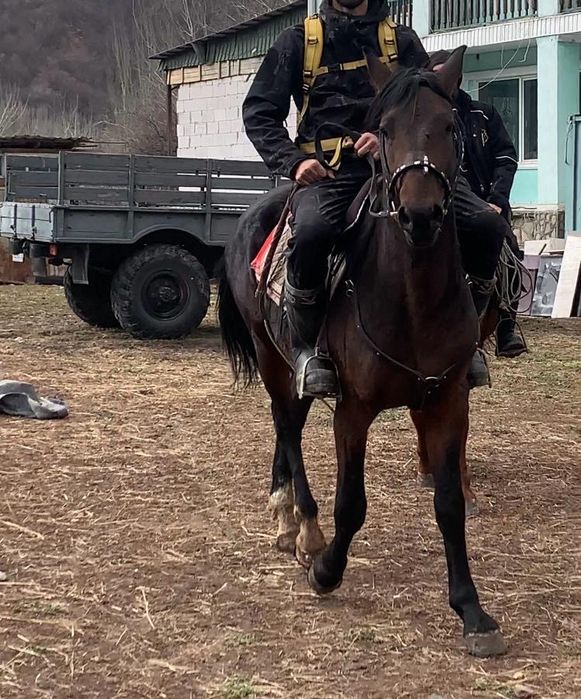 Жеребец 3 года продаю