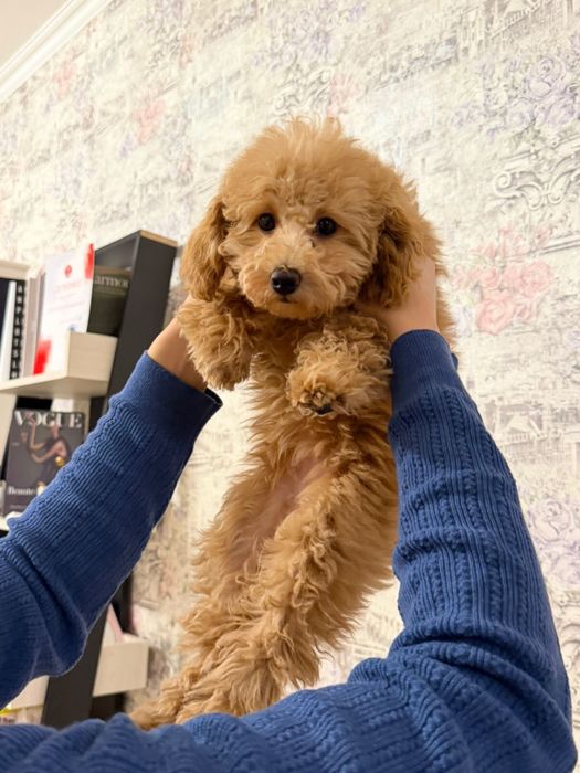 Продается щенок Той Пулель!