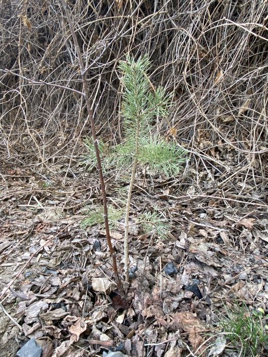 Продам саженцы сосны