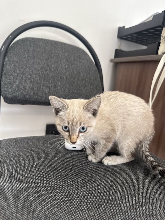 Котенок в хорошие руки
