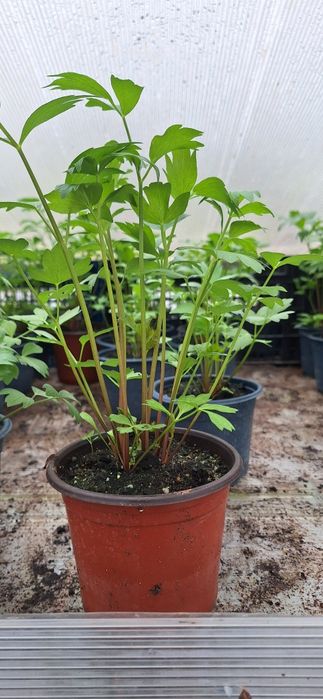 Leustean ghiveci rasad