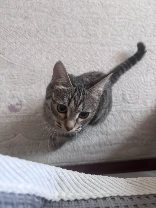 Отдам котенка в добрые руки