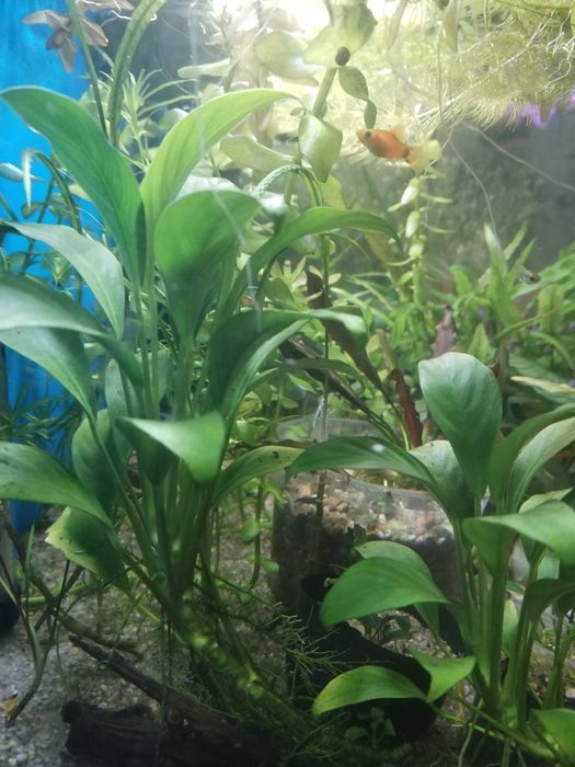 .Анубиас (лат. Anubias)