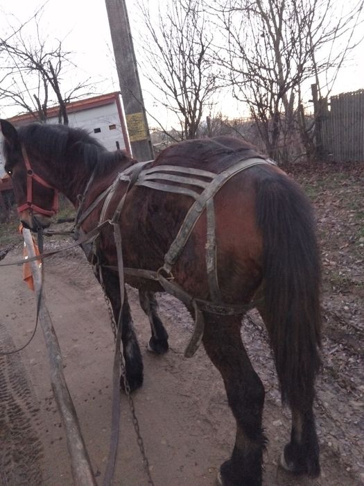 Vând manz de 1 an si 7 luni