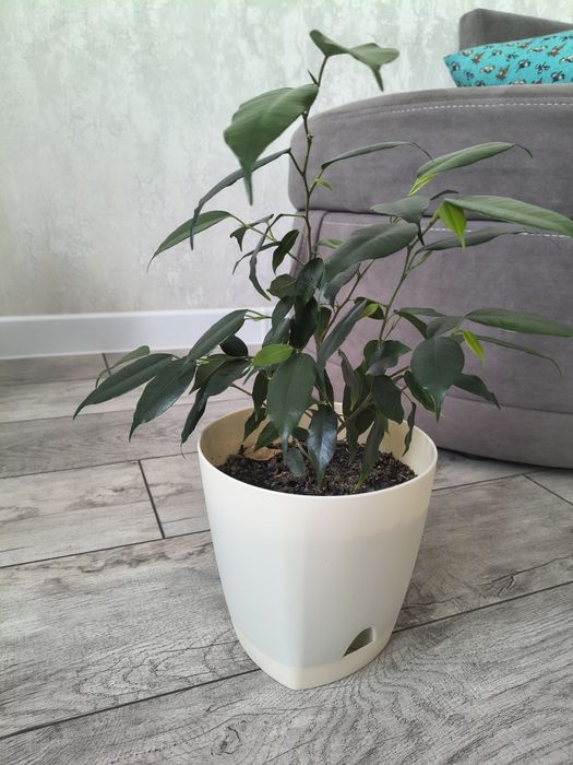 Цветы комнатные Фикус бенжамин