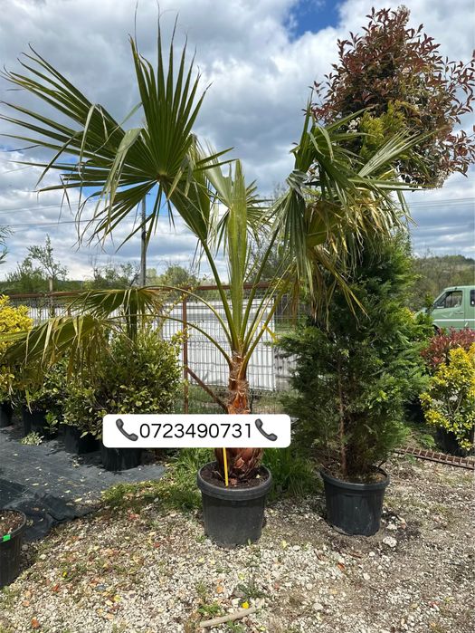 Plante ornamentale