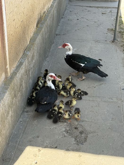 Vand oua de rata leseasca neagra