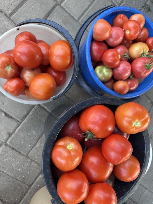 Продам дачные помидоры
