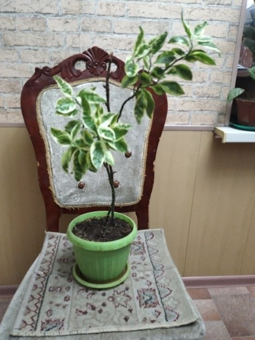 Комнатные цветы для дома и офиса