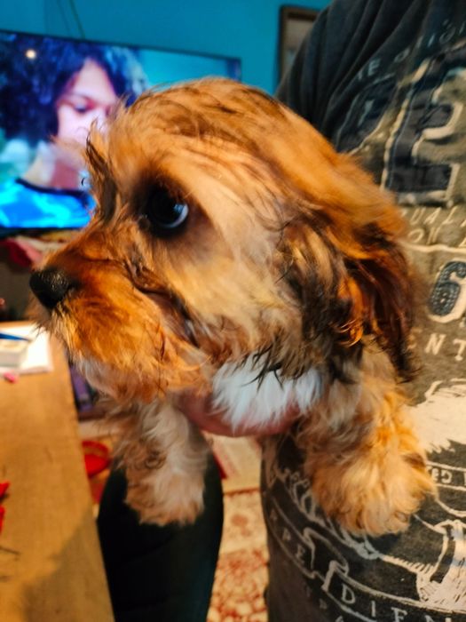 Cavapoo fetiță jucaus
