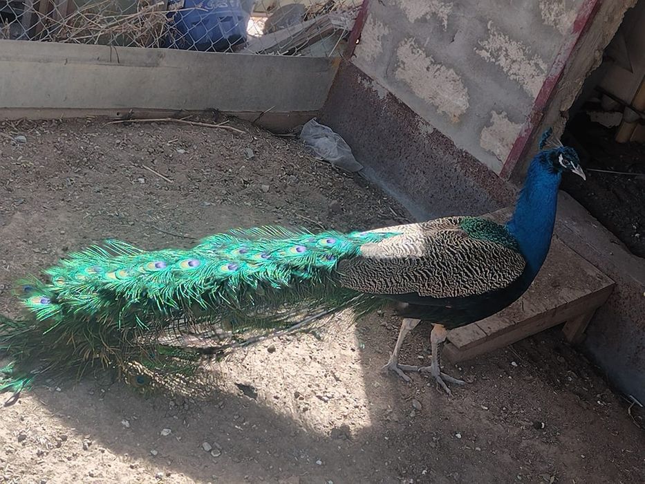 Павлин сатылады еркек